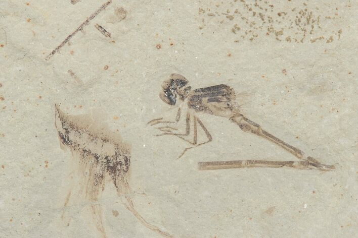 Damselfly (Zygoptera) Fossil - Green River Formation, Utah #213293